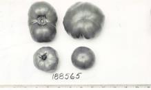 Click for 1 image(s) for this accession. FRUIT